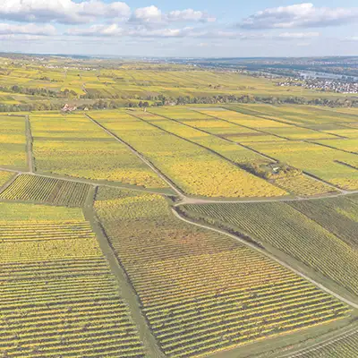 Landschaftsbild Deutschland mit Reben und Wegen, die zwischen den Rebfeldern durchführen.