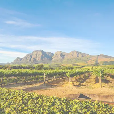 Landschaftsbild Südafrika von Reben und in der Ferne sieht man einen Berg und den blauen Himmel.