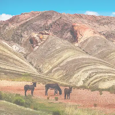 Landschaftsbild Argentinien mit Hügeln und Eseln auf einem Feld.